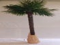 Palmen, Palme, Strand, Beach, Kokosnuss - Karibik - Beach - Galerie - Bild 3