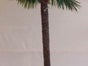 Palmen, Palme, Strand, Beach, Kokosnuss - Karibik - Beach - Galerie - Bild 3