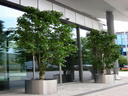 Kirschbaum