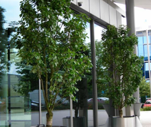 Kirschbaum