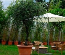 Olivenbaum mittel im Landhaustopf