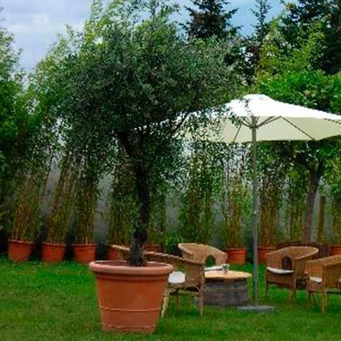 sansevieria hybride Sansevieria hybrid 'Chanin' (Sansevieria Hopea Syreni) – Secret Garden  Plant Shop