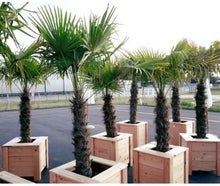 Hanfpalme, Palme, Lebendpflanze, Dekoration, Pflanze