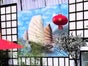 Japan Dschunken Kulisse, Schiff, Segelschiff - Galerie - Bild 2