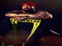 Stripper LEIF - der Muskelmann - buchen - Galerie - Bild 3