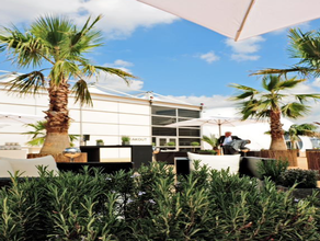 Washingtonia XL mit Weidenmatte