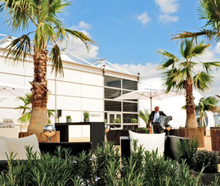 Washingtonia XL mit Weidenmatte