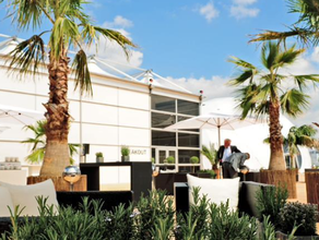 Washingtonia XL mit Weidenmatte