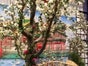 Kirschblütenbaum - künstlicher Baum - China - Japan - Bäume - Kirschen - Galerie - Bild 2