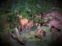 Reh - Tierpräparat für Wald Ausstattungen / Dekorationen - Galerie - Bild 3