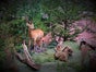 Reh - Tierpräparat für Wald Ausstattungen / Dekorationen - Galerie - Bild 3