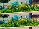Urban Gardening