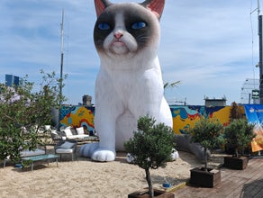 Aufblasbare Katze 6 Meter - Grumpy Cat