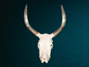 Bullenschädel - Skull - Kuh Hörner