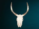 Bullenschädel - Skull - Kuh Hörner