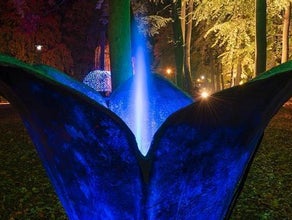 Springblume - Blume mit Springbrunnen