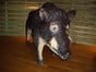 Wildschwein Figur, Wild, Keiler, Waldtier, Wildtier, Tierfigur, Tier - Galerie - Bild 4