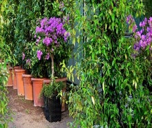 Bougainvillea im Korb