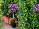 Bougainvillea im Korb