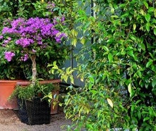 Bougainvillea im Korb
