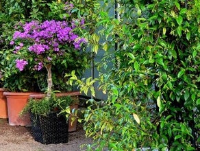 Bougainvillea im Korb