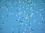 Ballonmassenstart - Galerie - Bild 4