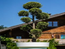 Juniperus Pon-Pon im Gartentopf