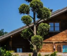 Juniperus Pon-Pon im Gartentopf