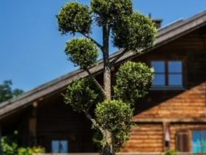 Juniperus Pon-Pon im Gartentopf