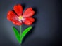 Leuchtende Blumen - Blumenwiese - Galerie - Bild 3