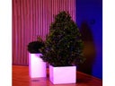 Lorbeerpyramide S im Kubus weiß