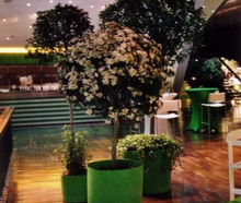 Viburnum Kugelhochstamm