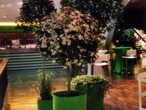 Viburnum Kugelhochstamm