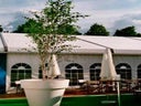 Birke im Gartentopf