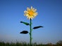Riesen - Blumen - XXL, Sommerbumen, Sommer - Galerie - Bild 2