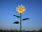 Riesen - Blumen - XXL, Sommerbumen, Sommer - Galerie - Bild 2