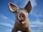 Schwein, Glücksschwein, großes Schwein, Silvesterdekoration, Silvesterglücksbringer, Glücksbringer - Galerie - Bild 3