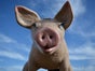 Schwein, Glücksschwein, großes Schwein, Silvesterdekoration, Silvesterglücksbringer, Glücksbringer - Galerie - Bild 3