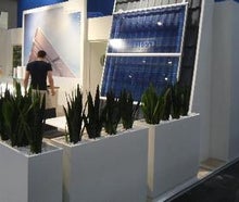 Sansevieria in Dividerwall mit Kiesabdeckung