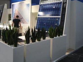 Sansevieria in Dividerwall mit Kiesabdeckung