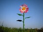 Riesenblume XXL Sommerblume Blume Blumenzubehör Pflanzen - Galerie - Bild 2