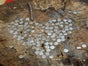 Wettnageln inkl. 19% MwSt. - Galerie - Bild 2