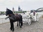 Neue Premium Hochzeitskutsche - weiße Kutsche mit Doppeldach und weißem Echtleder - gezogen von edlen Friesenpferden www.hochzeitskutsche-conrads.de - Galerie - Bild 4