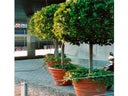 Lorbeerbaum alt im Terradekor-Topf