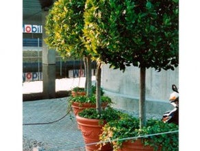 Lorbeerbaum alt im Terradekor-Topf