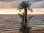 Palmen Oasen, Sommer Strand Dekoration, Karibik - Galerie - Bild 2