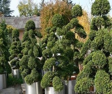 Marco Bonsai/Ilex Crenata M im Edelstahlring