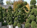 Marco Bonsai/Ilex Crenata M im Edelstahlring