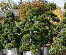 Marco Bonsai/Ilex Crenata M im Edelstahlring