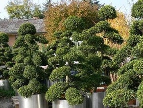Marco Bonsai/Ilex Crenata M im Edelstahlring